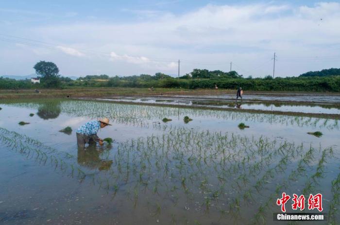 7月21日，江西湖口县均桥镇农民一边在栽插晚稻，一边在播种育秧。(资料图) 李学华 摄